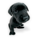 Puppy-2-icon